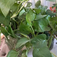 قلمه گل پتوس