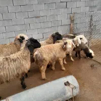 ۶ راس میش جوان آبستن