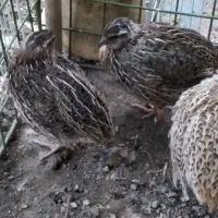 بلدرچین نر ۲ ماهه|حیوانات مزرعه|مشهد, طبرسی شمالی|دیوار