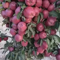 نهالستان انواع صنوبر و میوه و گردو بادام|خدمات باغبانی و درختکاری|سمیرم, |دیوار