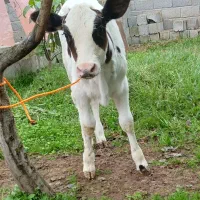 گاو(گوساله هلشتاین آمریکایی اصیل)