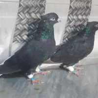 اشعل کبوتر رنگی|پرنده|اهواز, عین ۲|دیوار