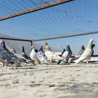 کفتر درجه یک روزگاری