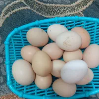 فروش تخم مرغ محلی