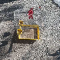 قفس عروس هلندی