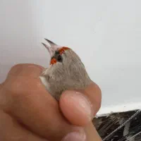 سهره کرمانی نر|پرنده|بیرجند, |دیوار