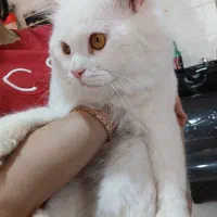 گربه پرشین واگذاری|گربه|فردوسیه, |دیوار