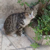 گربه خونگی ۳ ماهه