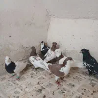 کفتر بازی هستن آلمانی و رنگه|پرنده|تربتحیدریه, حاجی یار|دیوار