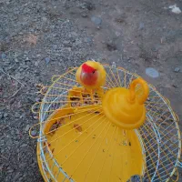 گمشده مژدگانی سه میلیون طوطی برزیلی