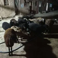 ۱۴ عدد بره نر و ماده|حیوانات مزرعه|پاکدشت, خاتون آباد|دیوار