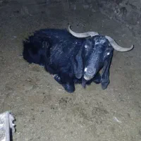 بوز 50گلو|حیوانات مزرعه|چناران, |دیوار