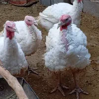 فروش بوقلمون