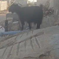 سیستان بلوچستان چابهار کمب|حیوانات مزرعه|چابهار, |دیوار