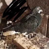 کبوتر|پرنده|لوشان, |دیوار