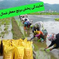 انواع برنج های معطرشمال و جنوب