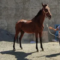 اسب|اسب و تجهیزات اسب‌سواری|جوین, |دیوار