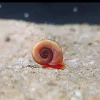 حلزون رامشون اکواریومی