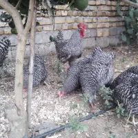 مرغ تخم گذار خوب میخوای، آمروک پرورش بده|حیوانات مزرعه|لنگرود, |دیوار