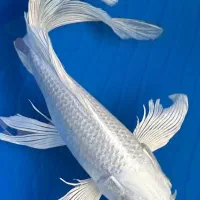 آکواریوم بزرگ خلیج فارس