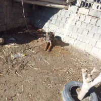 اسم مشکی|سگ|مانه, |دیوار