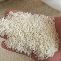 برنج درجه یک از گیلان آستانه اشرفیه