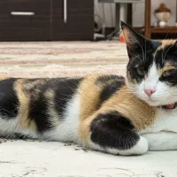 واگذاری گربه دختر ۷ماهه