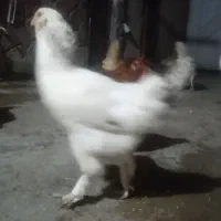مرغ برهماو محلی