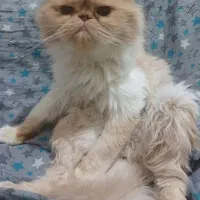 گربه پرشین سوپر فلت