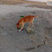 واگذاری|سگ|کرمانشاه, |دیوار