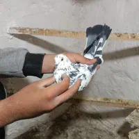 کبوتر|پرنده|کرمانشاه, |دیوار