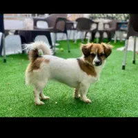 قبول کردن سگ واگذاری شما