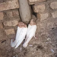 کبوتر کله زرد وطوقی|پرنده|پیر بکران, |دیوار