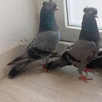 کبوتر ابادانی با جوجه