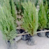 فروش انواع نهال در نهالستان سبزینه قوشاچای