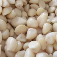 نیروخانم کارگاه سیر