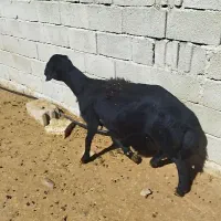 فروش بره قوچ سیاه لخت