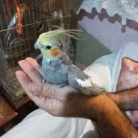 فروش عروس هلندی دستی رام سینا مون  لوتینو