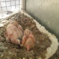 کبوتر دم سیاه