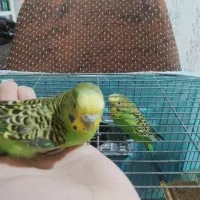 مرغ عشق جفت معاوضه با مرغ عشق رنگ دیگه