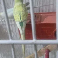 مرغ عشق مولد