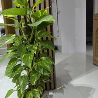گل پتوس ابلق