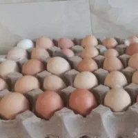 فروش تخم مرغ خانگی