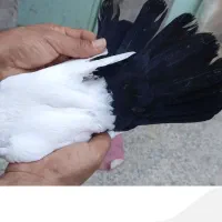 یک جفت دمبی|پرنده|اهواز, اسلام آباد شرقی|دیوار