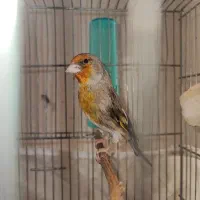 سهره قناری نر عروسک