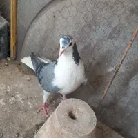 کبوترماده بدرنگ