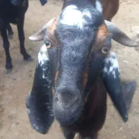 فروش 3تا نری بزرگ تالی هرکی خواست پیام بده