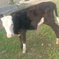 گوساله سمینتال