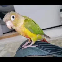 گرینچیک آناناسی|پرنده|هندیجان, |دیوار