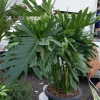 گل برگ انجیری سه بوته